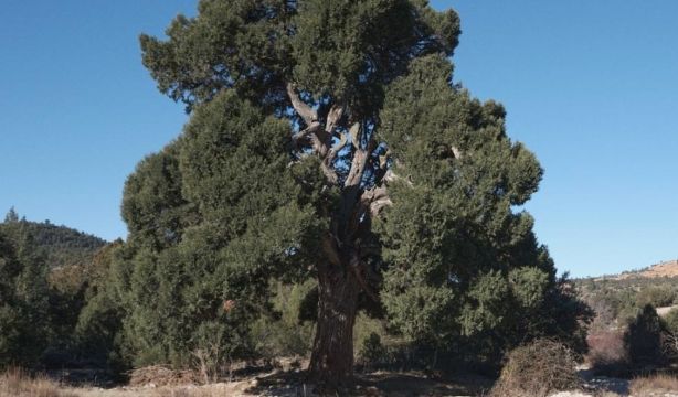 Así es el Sabinar de las Blancas de Puebla de San Miguel, elegido Bosque del Año 2026. Fuente: Europa Press.