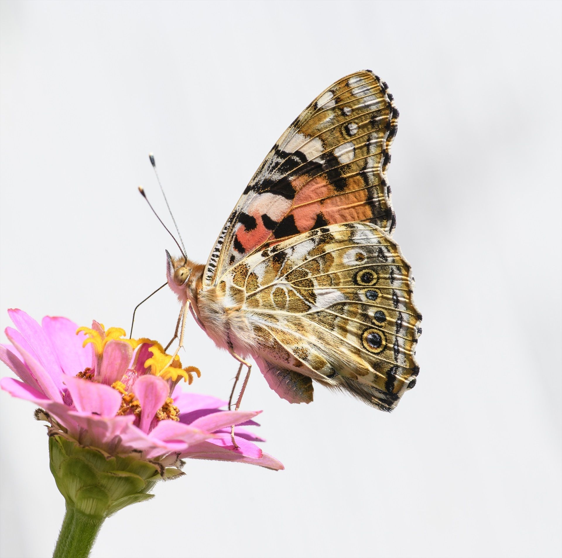 Las mariposas migran en sentidos opuestos según el hemisferio, un patrón nunca visto en insectos. Fuente: Europa Press.