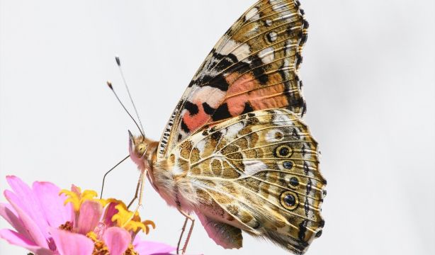 Las mariposas migran en sentidos opuestos según el hemisferio, un patrón nunca visto en insectos. Fuente: Europa Press.