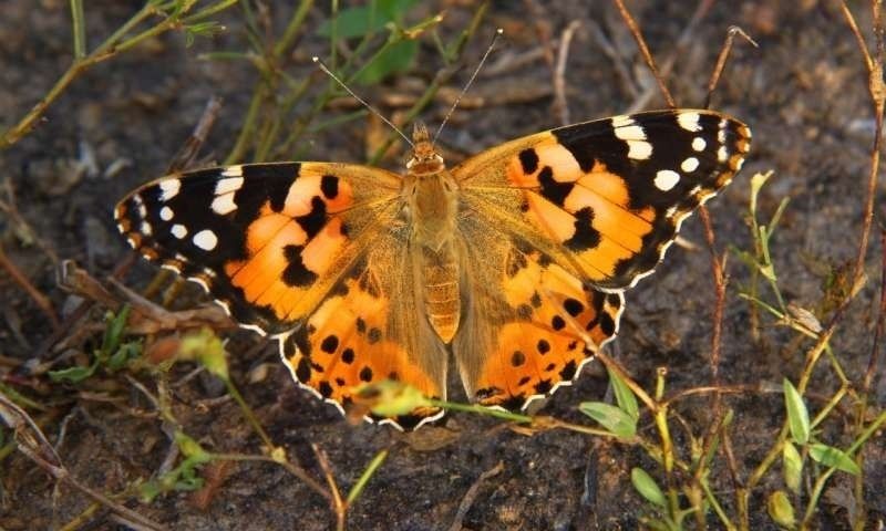 Un ejemplar de Vanessa cardui. Fuente: Europa Press.
