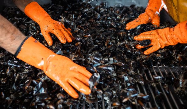 Las conchas de mejillón, una alternativa ecológica para desgastar la tela vaquera. Foto: Europa Press.