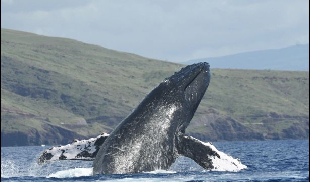 La caza de grandes ballenas empezó en Sudamérica mucho antes de lo que se creía. Fuente: Europa Press.