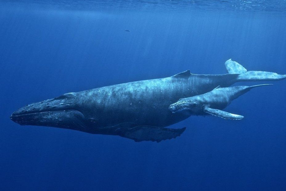 Ballenas jorobadas. Fuente: Europa Press.