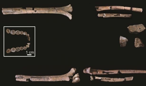 El esqueleto más antiguo de 'Homo habilis' arroja nueva luz sobre nuestros orígenes. Fuente: Europa Press.