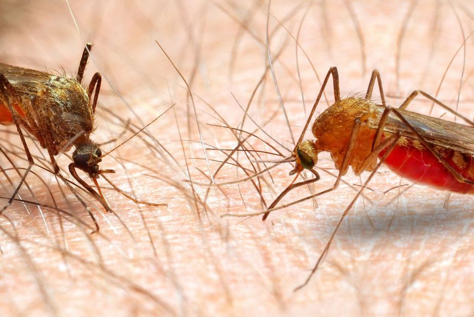 Foto: Bigstock. Foto: Bigstock.