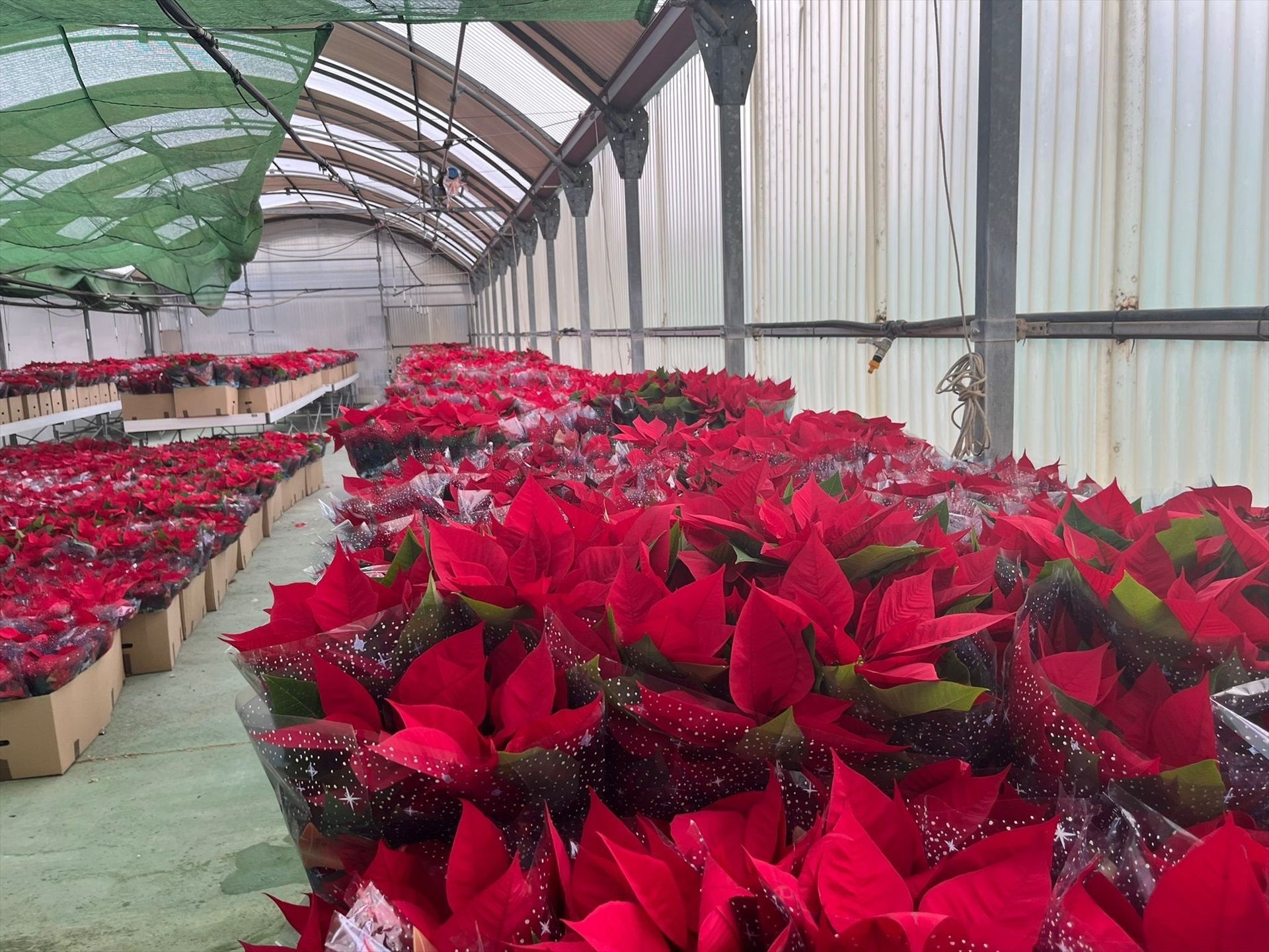 Cómo cuidar la flor de Pascua para que dure todo el año. Foto: Bigstock.