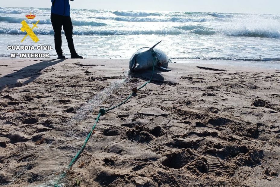 Delfín hallado enredado en unas redes de pesca en El Perelló. Fuente: Europa Press.