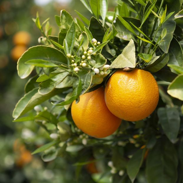 Naranjas listas para coger del árbol