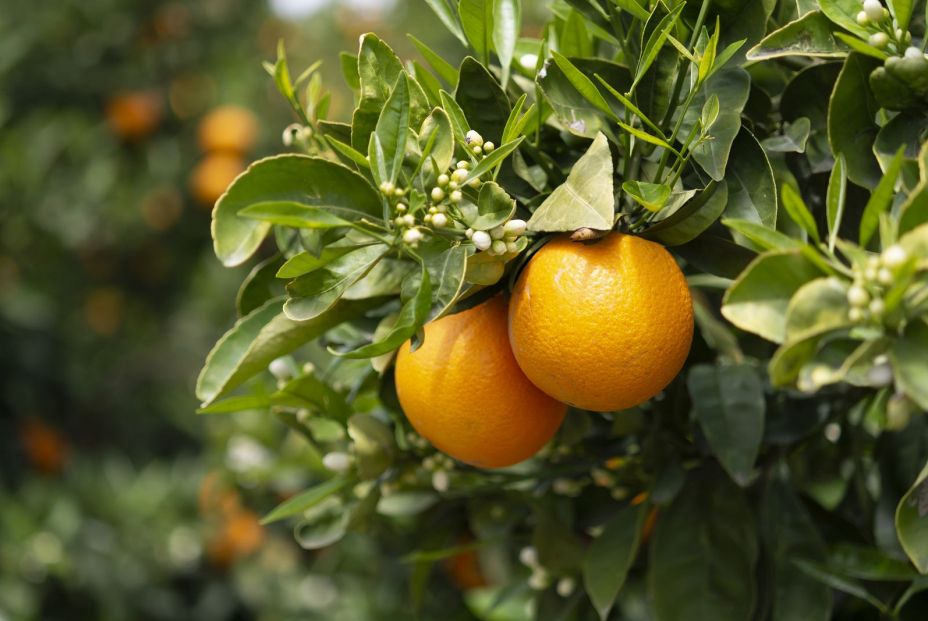 Naranjas listas para coger del árbol