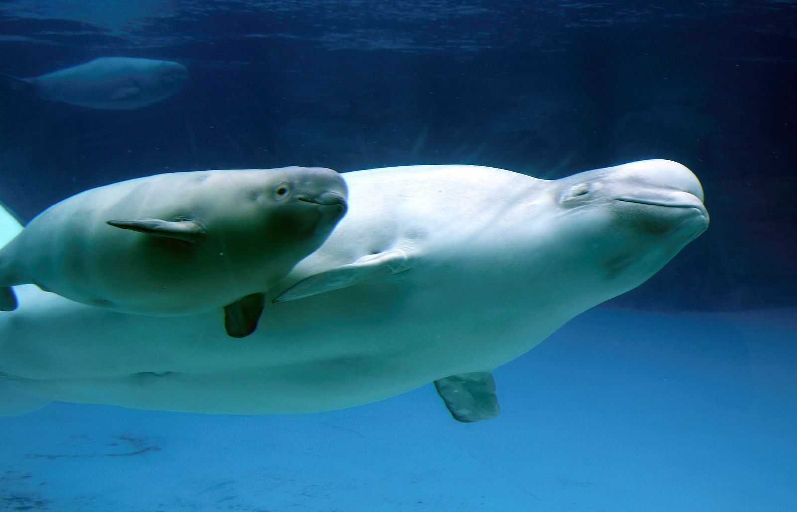 Intercambiar parejas: la curiosa estrategia de las ballenas beluga para vivir más. Foto: Bigstock.