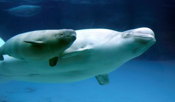 Intercambiar parejas: la curiosa estrategia de las ballenas beluga para vivir más. Foto: Bigstock.
