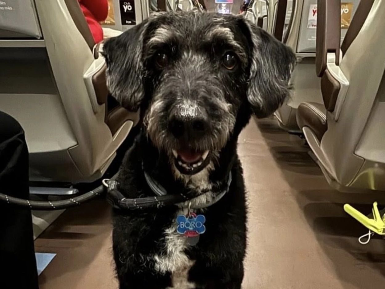 Accidente de Adamuz: encuentran con vida al perro Boro, aunque todavía no han podido capturarlo