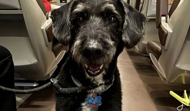 Accidente de Adamuz: encuentran con vida al perro Boro, aunque todavía no han podido capturarlo