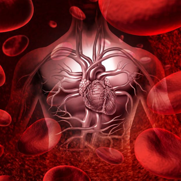 Sistema sanguíneo y circulación con un icono cardiovascular de corazón humano. (Bigstock)