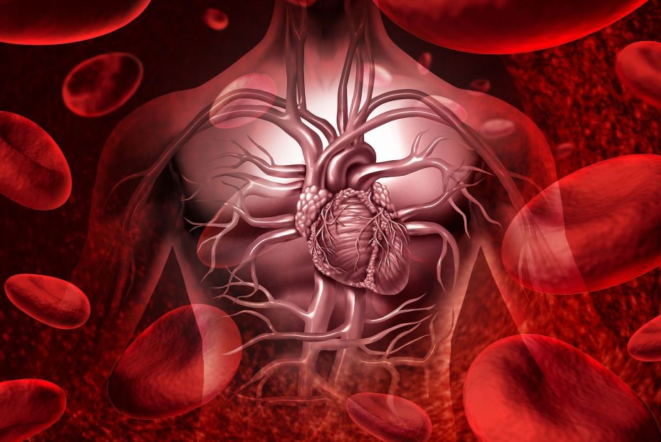 Sistema sanguíneo y circulación con un icono cardiovascular de corazón humano. (Bigstock)