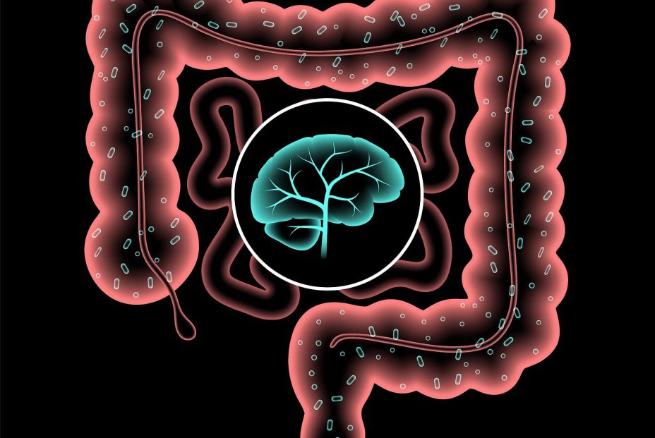 Sistema nervioso entérico en el cuerpo humano, intestino delgado y grueso y conexión cerebral. (Bigstock) Sistema nervioso entérico en el cuerpo humano, intestino delgado y grueso y conexión cerebral. (Bigstock)