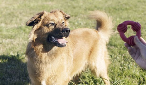 Estas son las razas españolas de perros que están en peligro de extinción