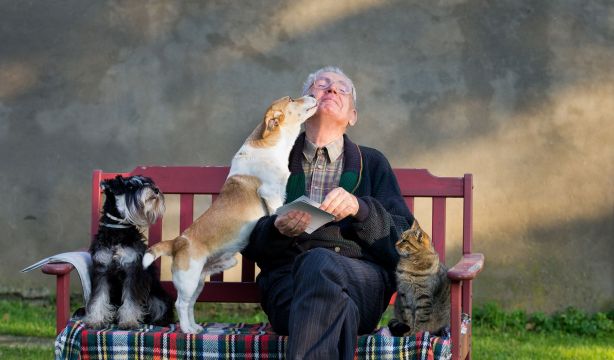 ¿Cuándo se hacen mayores los perros y los gatos? Las señales que indican que ya son senior