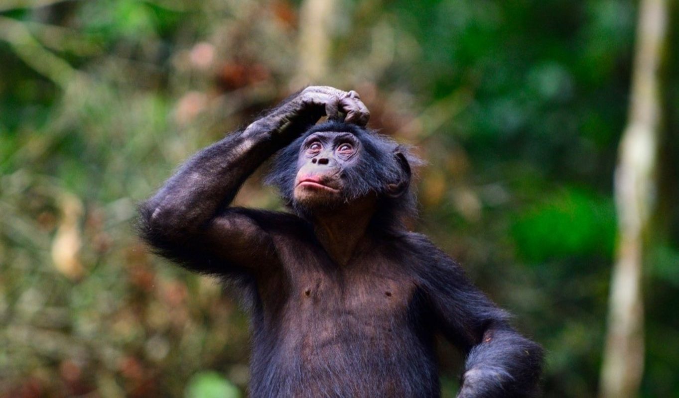 Los simios comparten la capacidad humana de imaginars. Fuente: Europa Press.