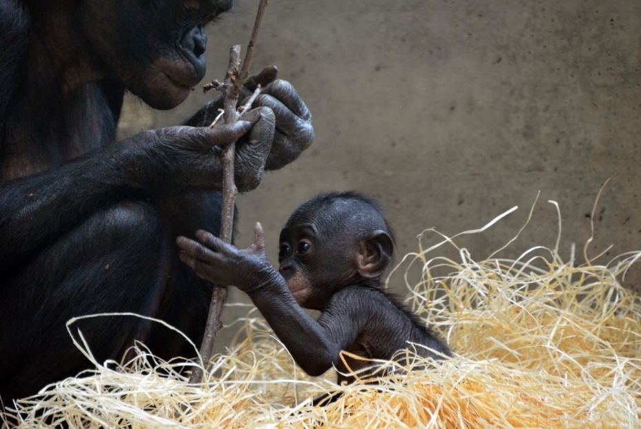 El estudio muestra que al menos un simio puede seguir el rastro de objetos inexistentes. Fuente: Europa Press.