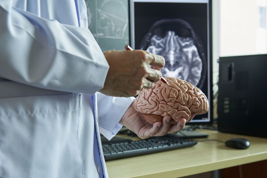 Un especialista con un modelo de cerebro humano. (Bigstock) Un especialista con un modelo de cerebro humano. (Bigstock)