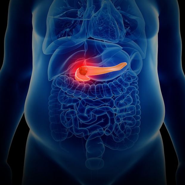 Imagen en 3D del páncreas. (Bigstock)