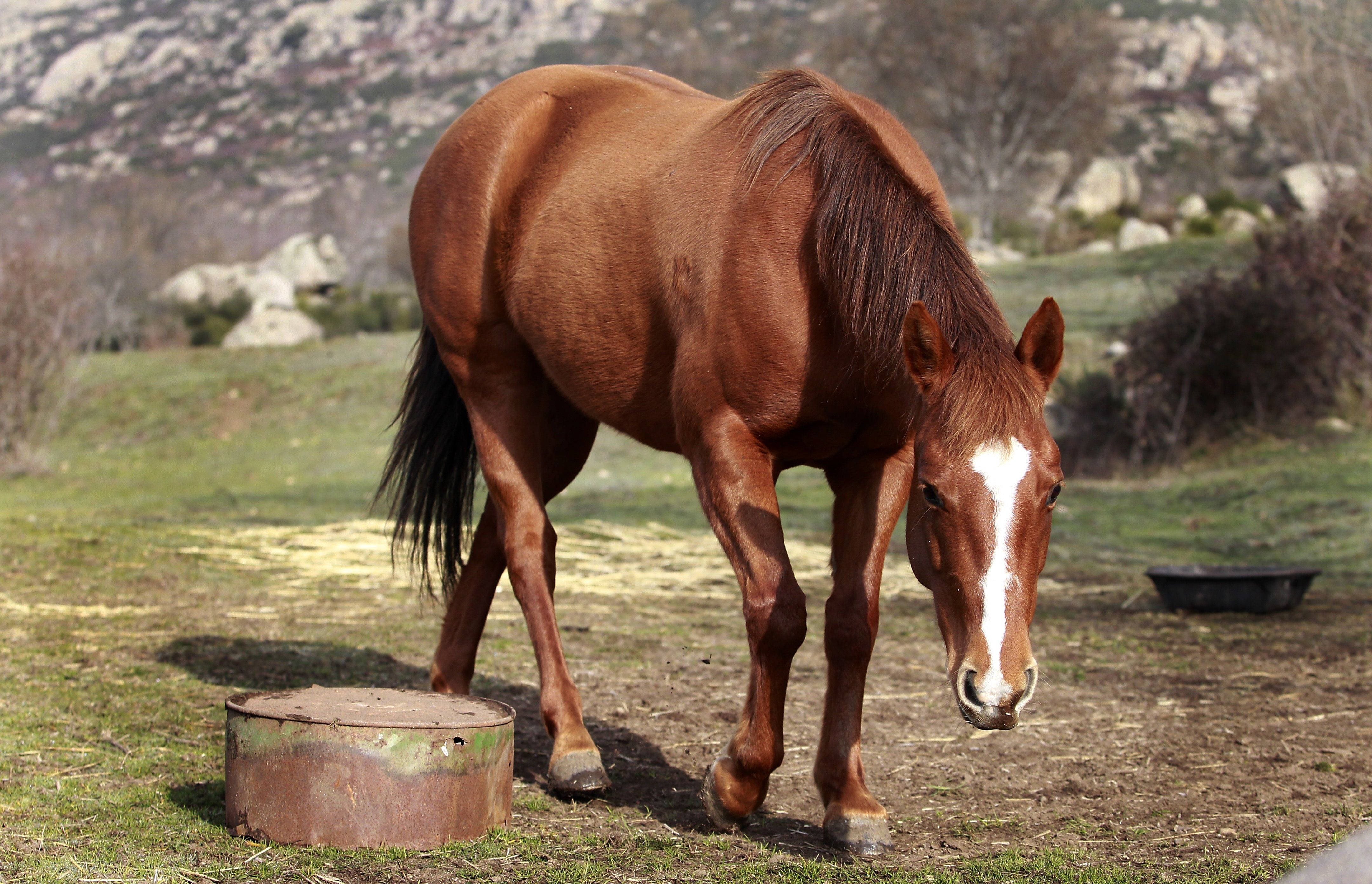 La carne de caballo: descubre sus propiedades, usos en la cocina y si es saludable para los mayores 