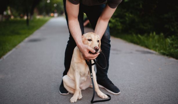 Cómo hacer la maniobra de Heimlich a tu perro en caso de atragantamiento. Fuente: BigStock.