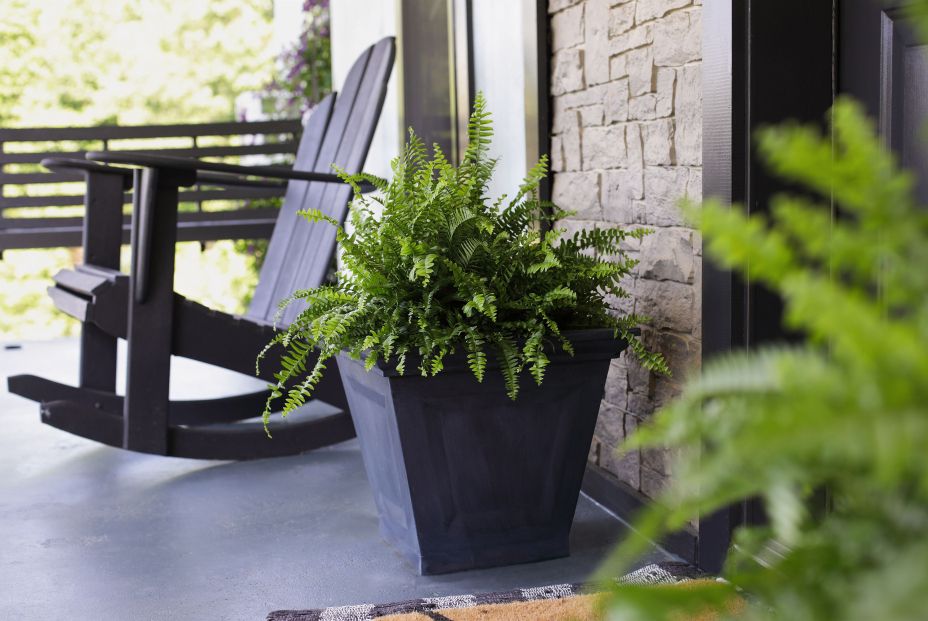 bigstock Boston Ferns Sitting On Porch  457789045