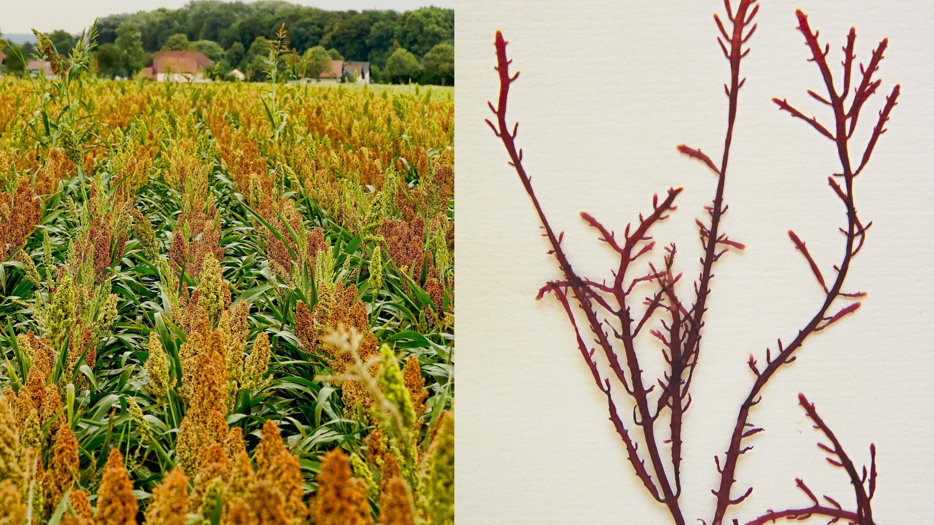 Desarrollan envases biodegradables a partir de harina de maíz pigmentadas y residuos de algas