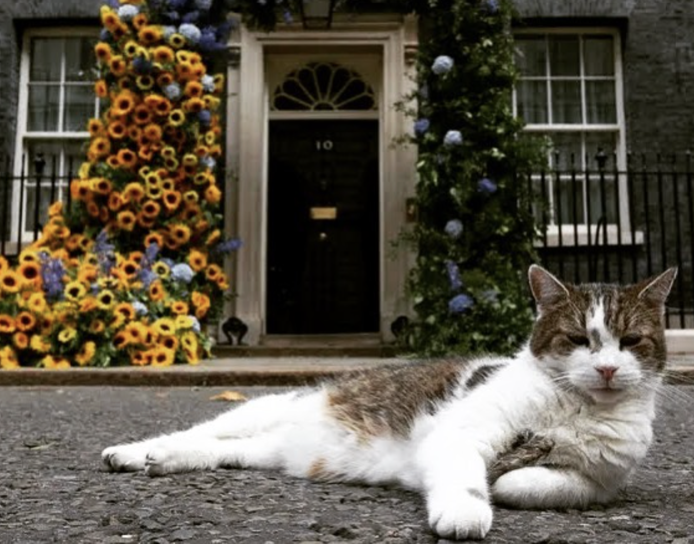 Larry, el gato más famoso de Reino Unido, cumple 15 años en el 10 de Downing Street