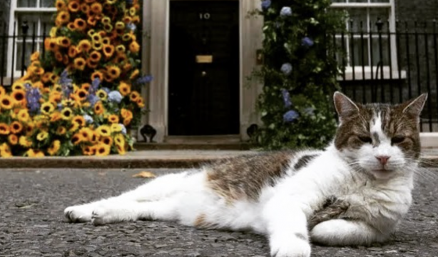 Larry, el gato más famoso de Reino Unido, cumple 15 años en el 10 de Downing Street