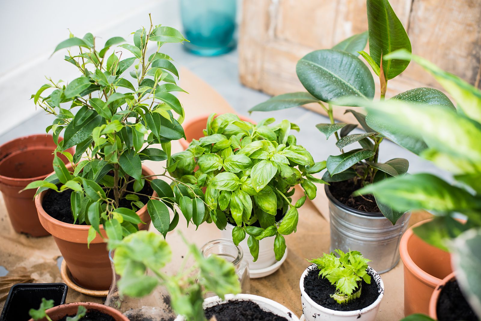¿Conoces el truco del clavo para que tus plantas crezcan mejor en primavera?