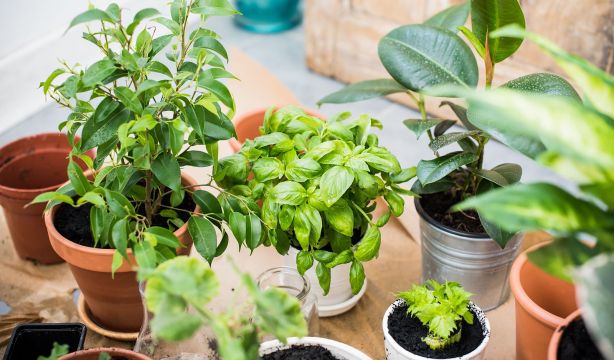 ¿Conoces el truco del clavo para que tus plantas crezcan mejor en primavera?