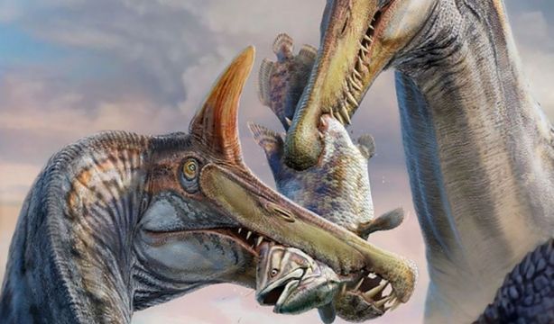 Encuentran una nueva especie de dinosaurio, el Spinosaurus mirabilis
