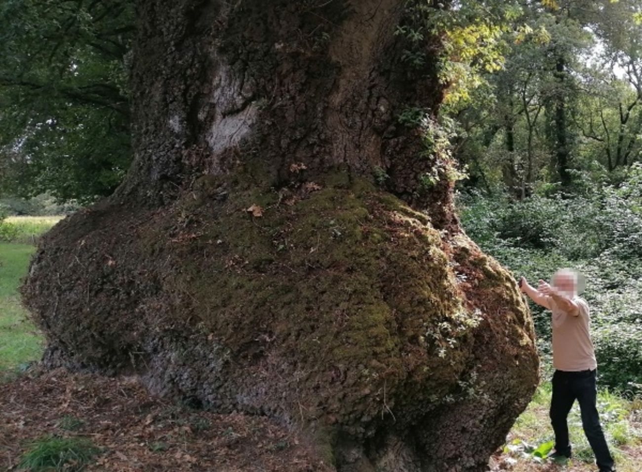 Carballo Grande de Cartelos, el árbol más longevo de Galicia