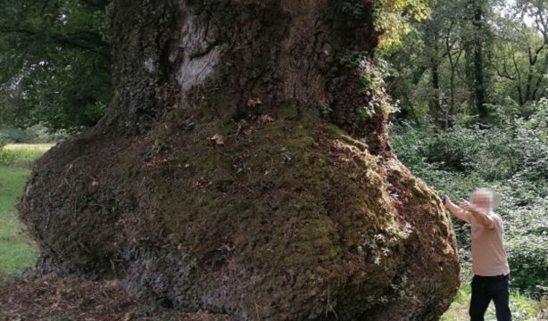 Carballo Grande de Cartelos, el árbol más longevo de Galicia