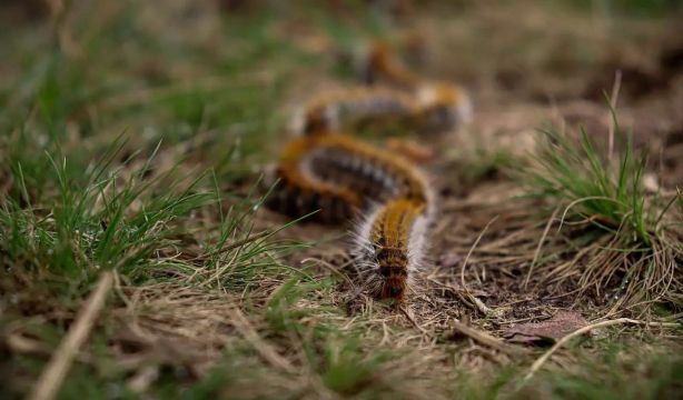 Consejos para proteger a las mascotas de la oruga procesionaria. Foto: Europa Press.