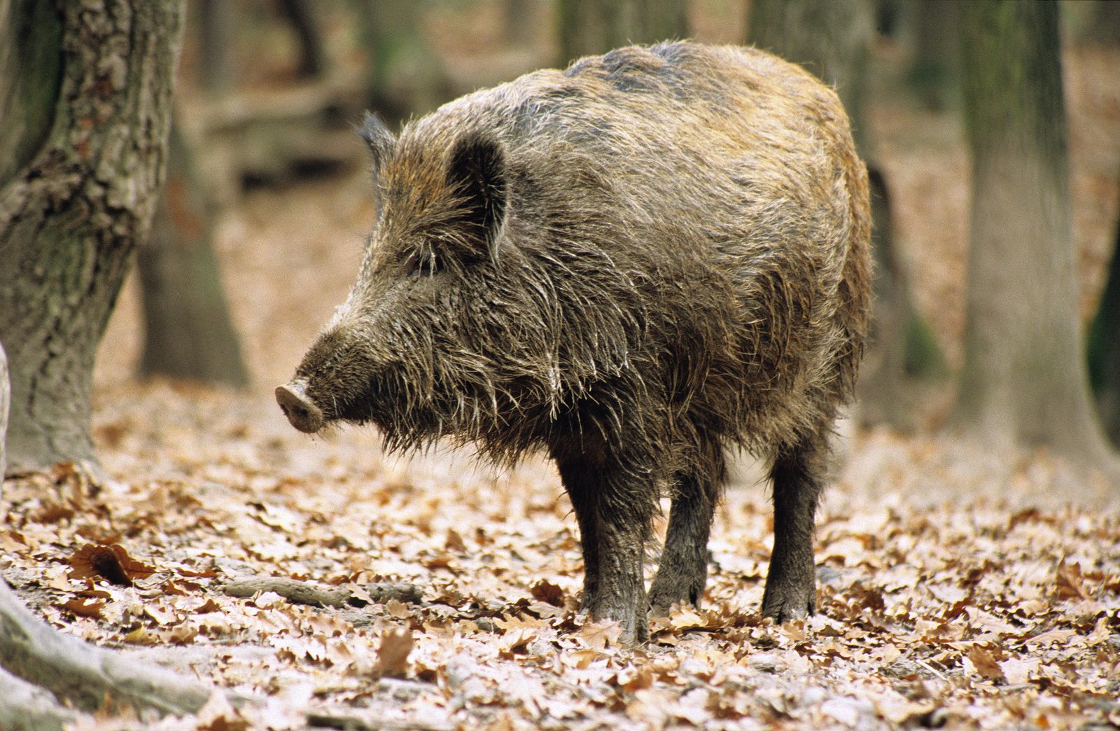 Cómo actuar cuando te encuentras con animales salvajes en mitad del campo