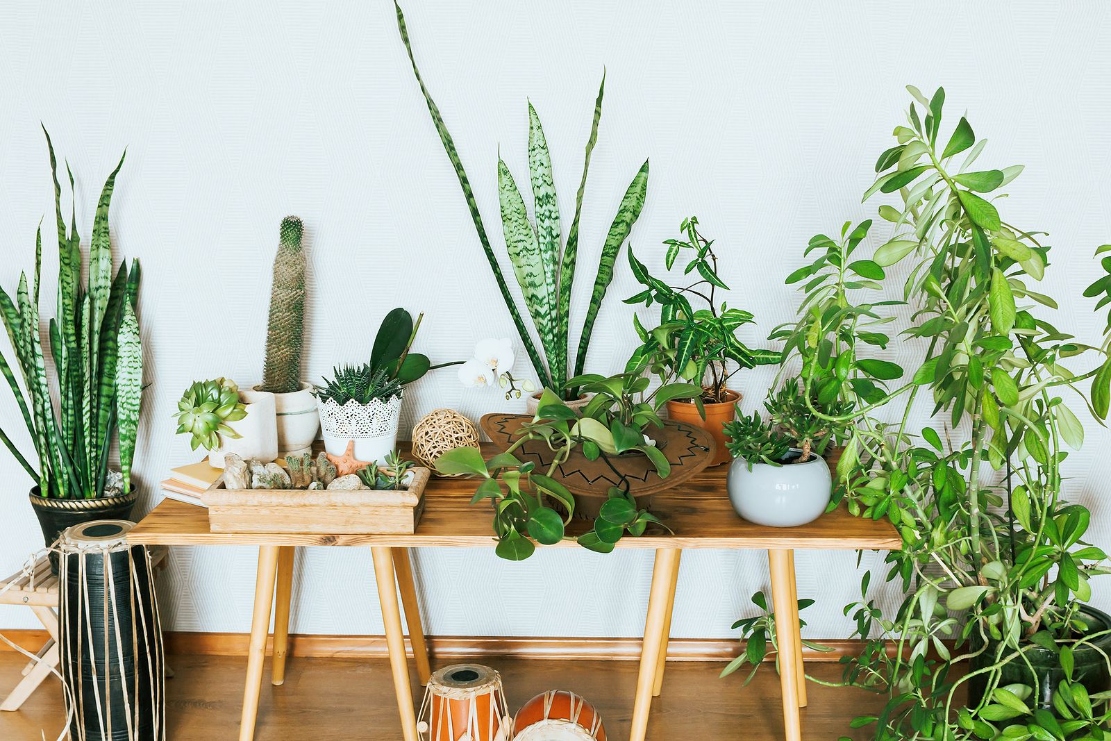 Plantas en casa: el impacto real en la salud que demuestra la ciencia. Foto: Bigstock.