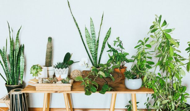 El truco del palito que salva tus plantas.