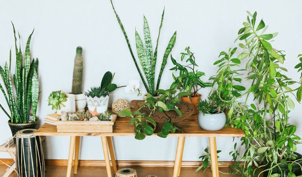 Trucos caseros para proteger las plantas durante las olas de calor
