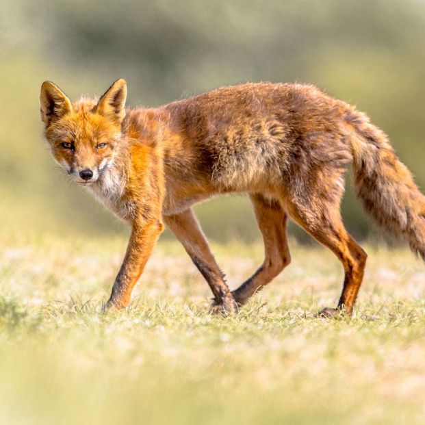 Cómo actuar cuando te encuentras con animales salvajes en mitad del campo