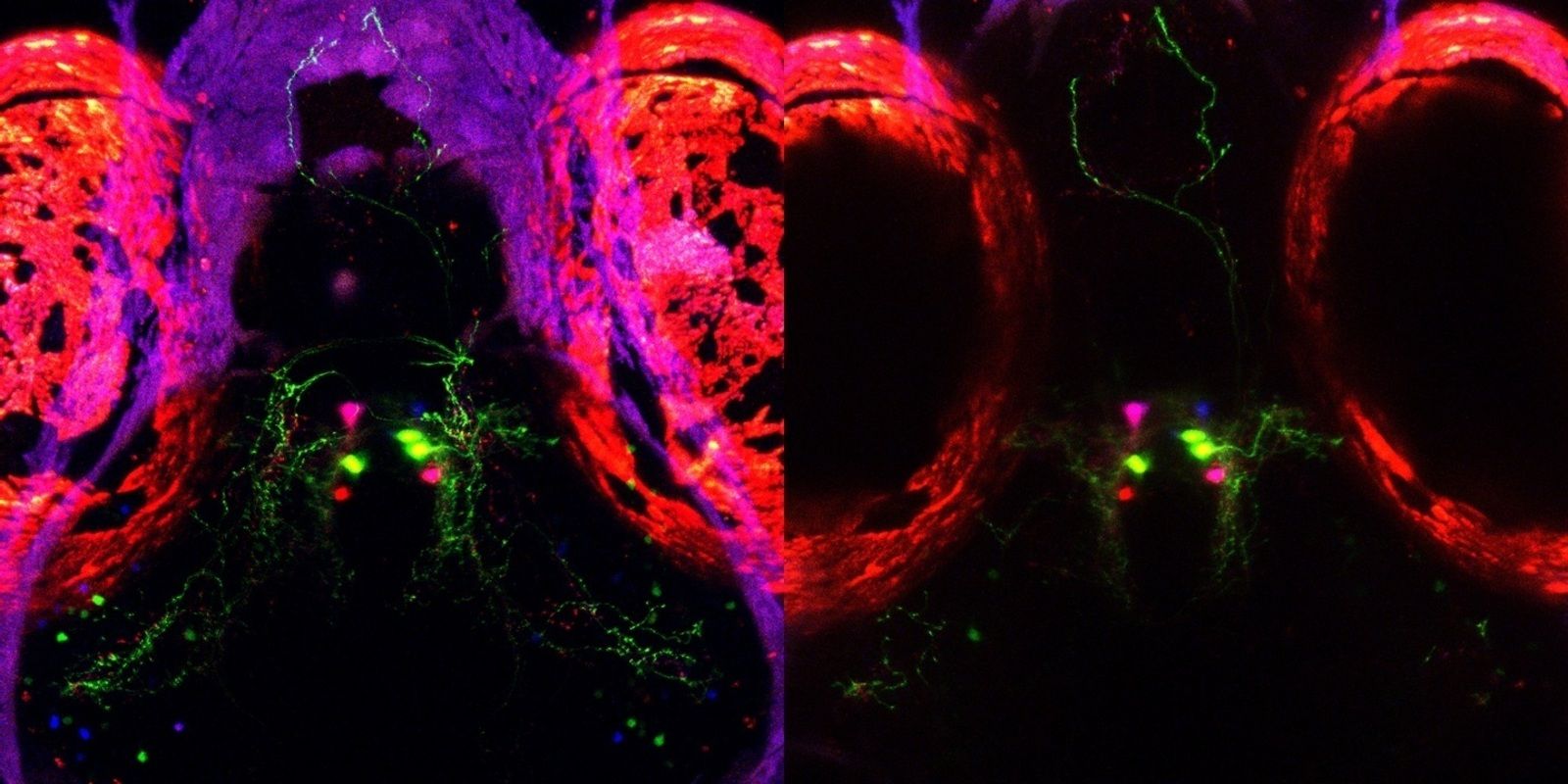 Hallado un 'interruptor biológico' del sueño en peces cebra, especie con similitudes con el cerebro humano. Fuente: Europa Press. Hallado un 'interruptor biológico' del sueño en peces cebra, especie con similitudes con el cerebro humano. Fuente: Europa Press.