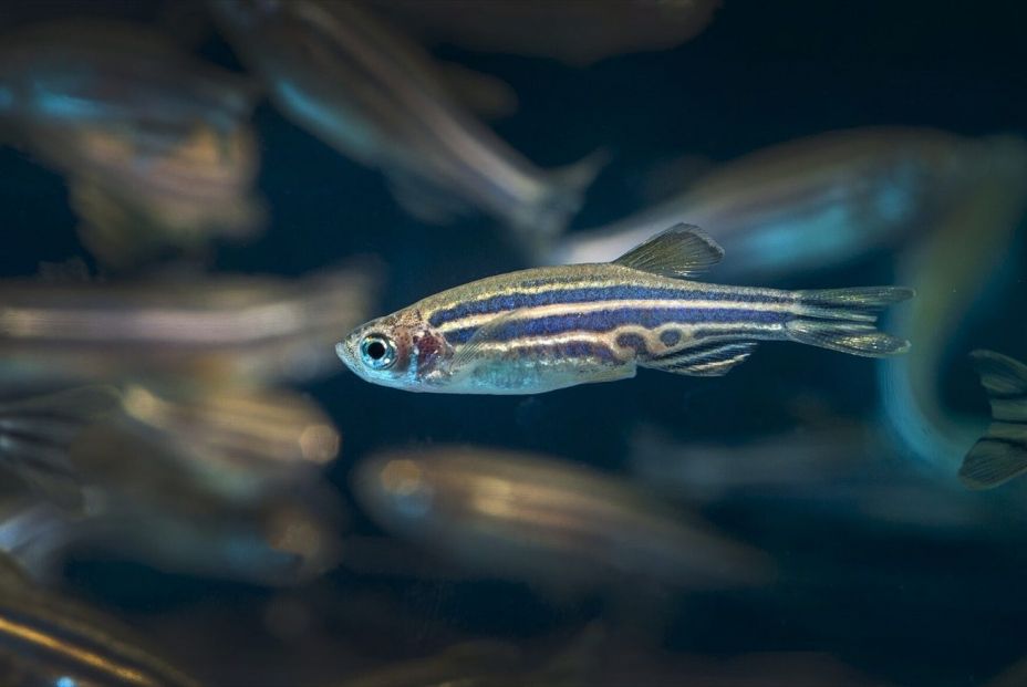 El cerebro del pez cebra es similar al humano. Fuente: Europa Press. El cerebro del pez cebra es similar al humano. Fuente: Europa Press.