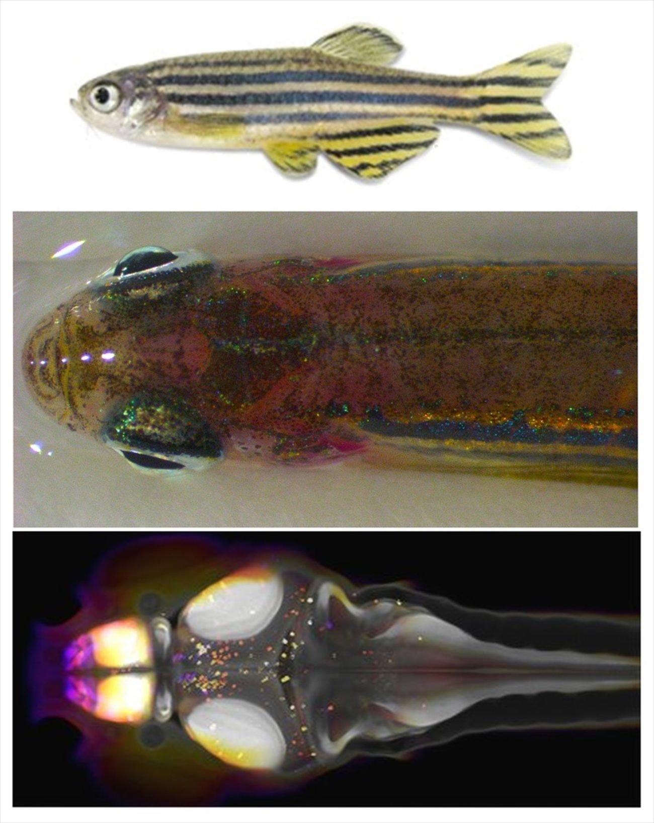 El cerebro de un pez diminuto desvela cómo se activa el "interruptor" del sueño. Fuente: Europa Press.