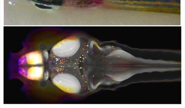 El cerebro de un pez diminuto desvela cómo se activa el "interruptor" del sueño. Fuente: Europa Press.