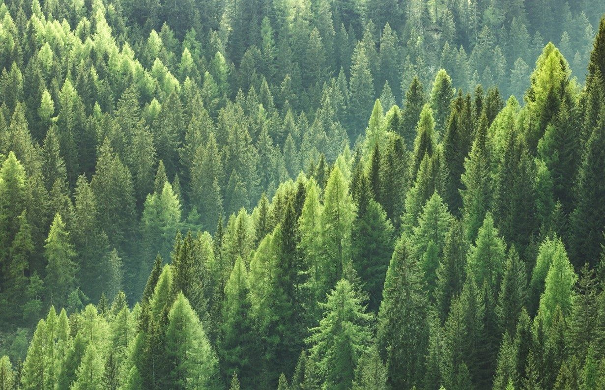 Los bosques sufrirán un 20% más de daños a finales de siglo por incendios, tormentas y plagas. Foto: Europa Press.