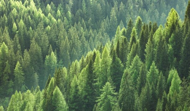 Los bosques sufrirán un 20% más de daños a finales de siglo por incendios, tormentas y plagas. Foto: Europa Press.