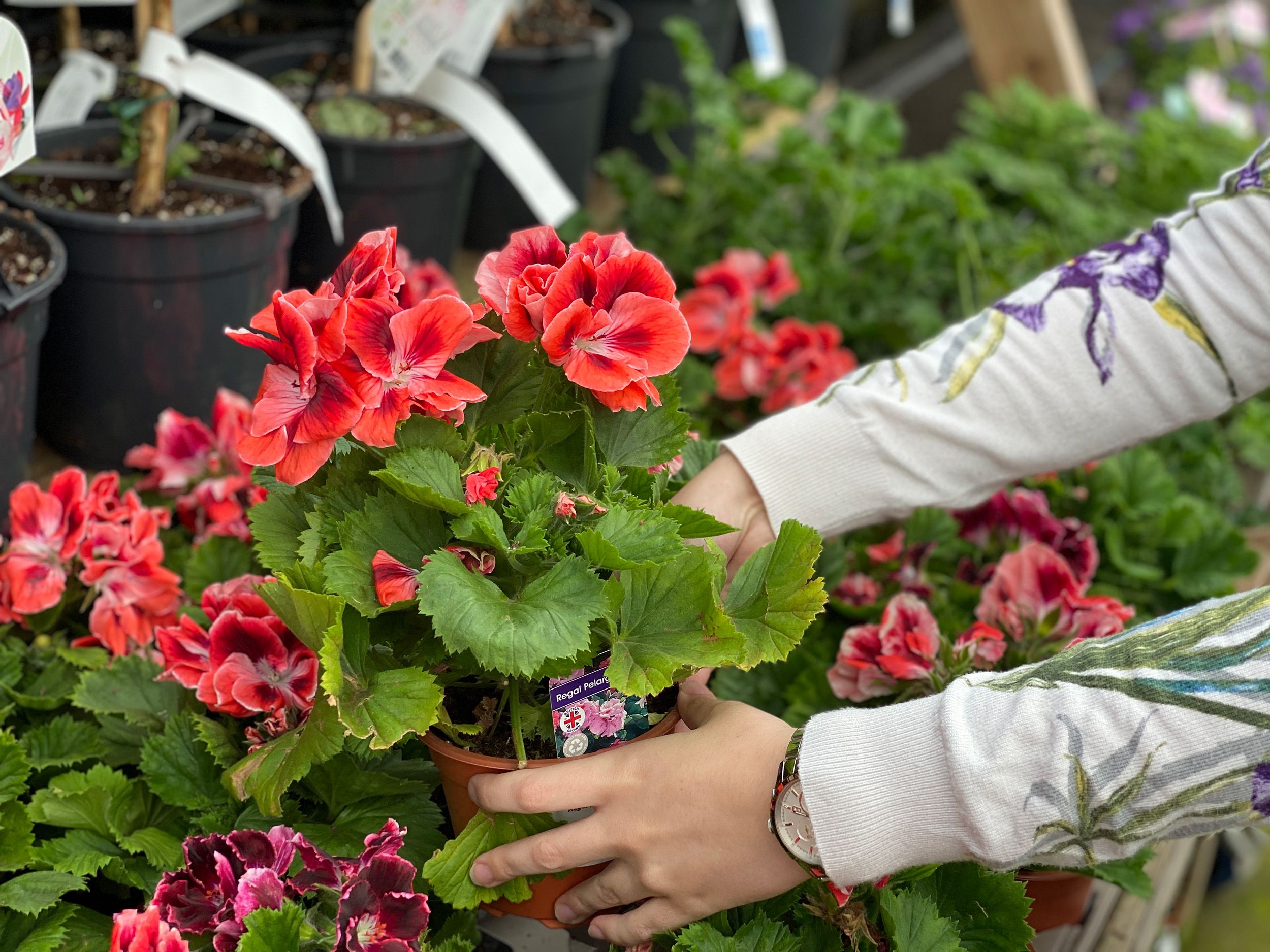 Cómo cuidar el geranio según la época del año. Foto: 65ymás.